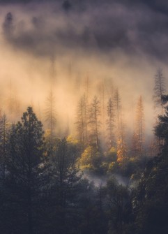The Misty Light