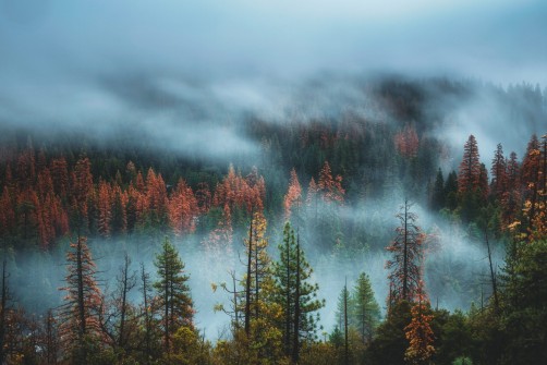 Fog Breaking Throught