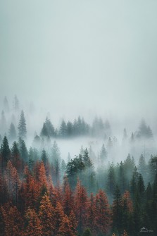 Foggy Woods