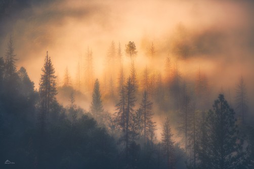 Foggy Morning