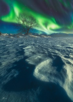 Polar Nights
