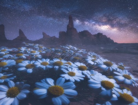 Flowers Land