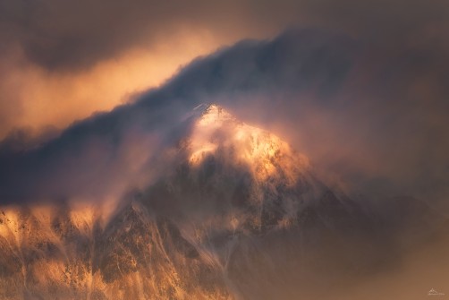 Evening Glory
