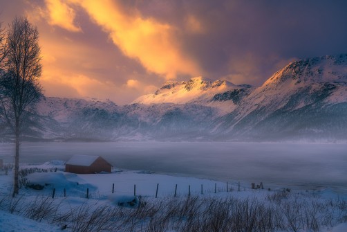 Frozen Morning
